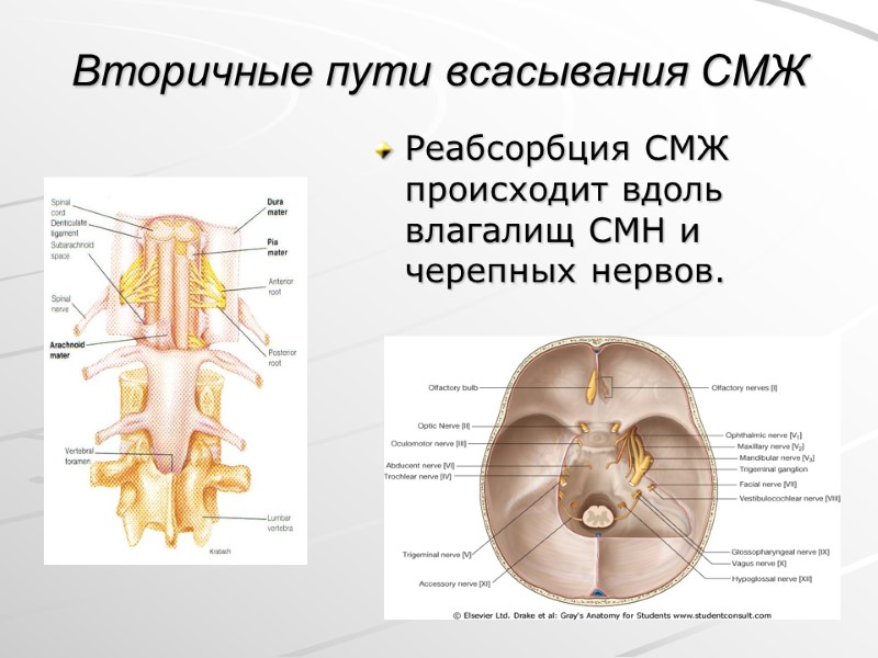 Вторичные пути всасывания СМЖ  Реабсорбция СМЖ происходит вдоль  влагалищ СМН и черепных